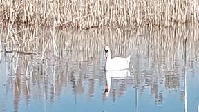 Handsome swans are catching fish in the river☀️🏞️🦢🦆🐠🐟