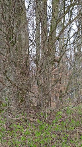 Hiking &amp; Jerking Off - Spring 2025 Edition   Clip 1