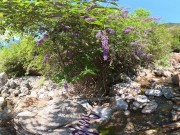 Hilside stream - VR360 5,7k 30fps