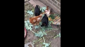 Our Chicks Love Brocoli
