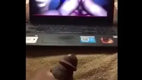 Booty Bandit Gets Stretched by Huge Cuban BBC — Pounded Deep Hard