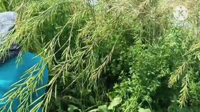 Fucked My Stepsister-in-law in Doggy Style in a Mustard Field on the Ganga Bank