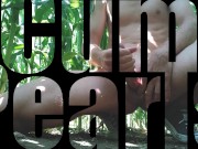 Cornfield teaser