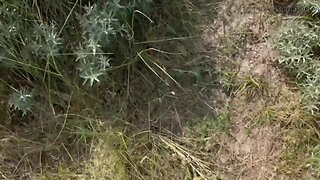 Amateur caught masturbating outdoors on the beach - big cock cumming with strangers cruising!