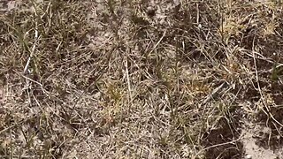 Amateur caught masturbating outdoors on the beach - big cock cumming with strangers cruising!