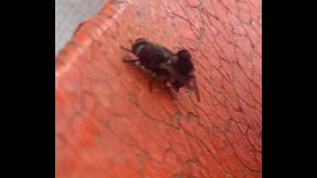 Moscas Fodendo Gostoso