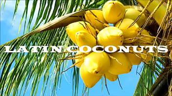 LATIN COCONUTS