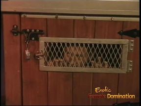 MILF mistresses tormenting slave's dick