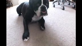 Sexy busty milf takes a big black pole