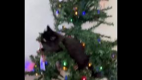 Merry Christmas from the little terrorist