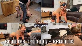 Reindeer Training - Breeding Prep, Dildo suck and fuck insemination