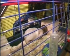 The Best Fucking History in the Neighborhood! MILFs Get Fucked!