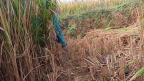 When the husband went on tour, the stepbrother&amp;#039;s wife went to the field to cut paddy and Jeth ji picked up the saree from b