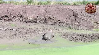 Mudbath in dark, cream-colored pond filth