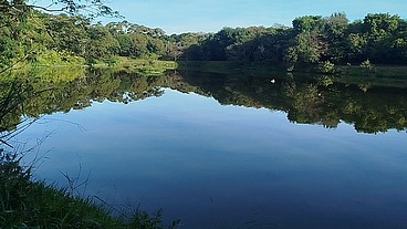 Fui mijar no mato e aparece esse paidefamilia manjando meu Pau, foi só balançar que a puta ja ajoelhou pra mamar