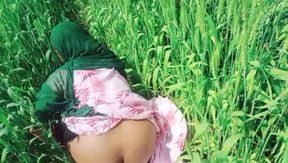 village bhabhi sexy video in wheat fields
