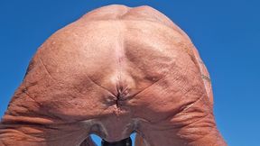 Key West stretching his hole at the beach in the morning