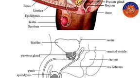 male anatomy - part 3