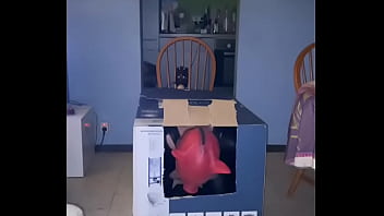 Analzebutt sissy surprise in a box