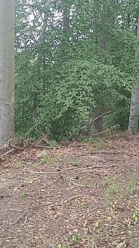 Forest Exhibition: a Banished Bird in a Beech Forest