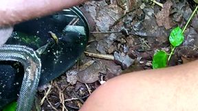 Jungle Mare