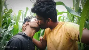Intimate Cornfield Romance, A Hilarious Journey Of Two Men Exploring Desire And Laughter