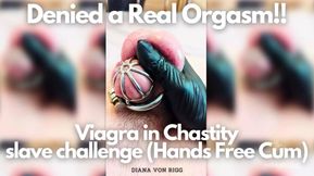 Denial&#x9AD8;&#x6F6E;! Slave Takes Viagra Chained, Hands-Free Release