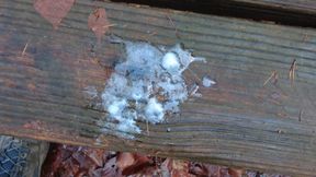 Outdoor walk with cumming on a bench