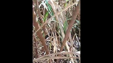 Atriz porno gozando no matagal da zona, Travesti Sabrina Prezotte 20cm de Prazer...