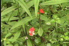 Little Anal Cream Puffs 03