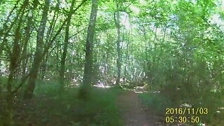 promenade en foret