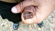Outdoor slowmotion foreskin filling with piss - filled foreskin like balloon with pee