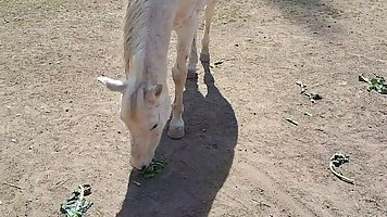 Lovely, amateur chick is feeding animals and sucking dicks to earn some money for the scholarship