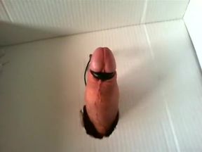 penis in a box