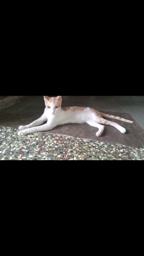 Cat on rug