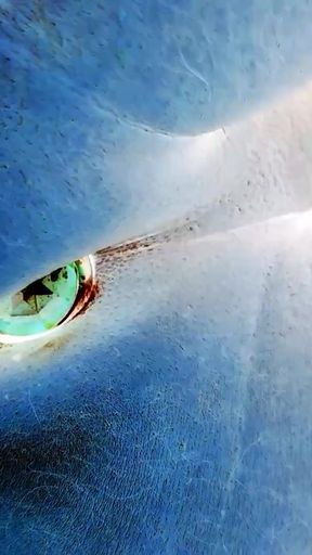 Negative Video of Ass Butt plug on bed Brown ASS   Clip 3