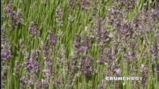 Chlapi dostávají do zadků bušený bez sedla ve veřejné orgii