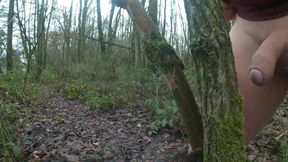 woods, bos, wald