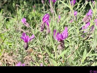 Take a Walk with Vivian Cox in her Rose Garden and Watch a Surprise - Vivian_Cox