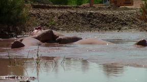 Deep, Creamy Brown Mud Bath in a Sand Pit