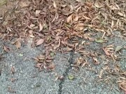 Soft Hairy Cock Pissing In The Woods