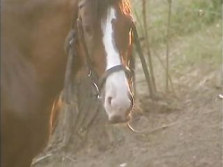 top horse