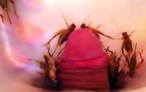 Crickets