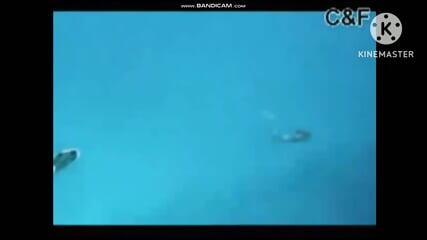 Real Mermaid found low pitch