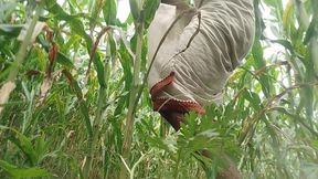 Big black hawking in the cornfield