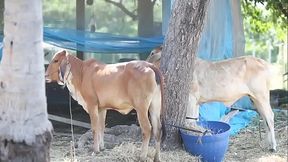 Gthai Movie 15 - Jurassic Porn-Part1