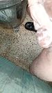 Latino vergon paja en el baño, polla gruesa cabezona