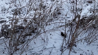 Quick sex in the toilet on the street - IkaSmokS