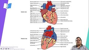 anatomia externa cardiaca pelada