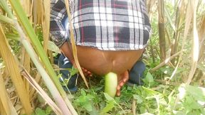 Went to the sugarcane field and fucked my ass with a very thick gourd.